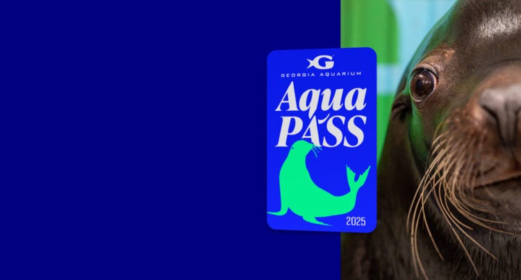 Aqua Pass (Desktop)