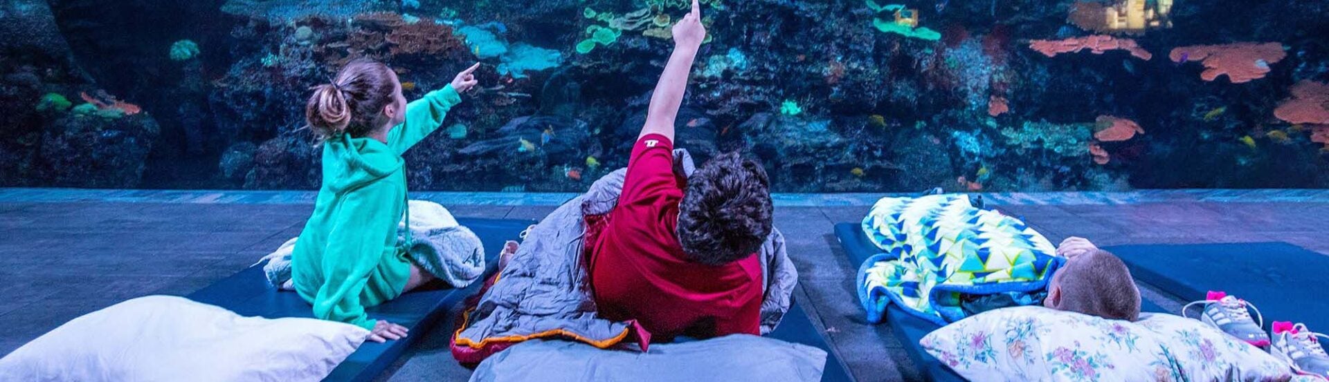 Aquarium Staff & Volunteer Sleepovers