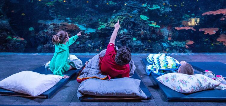 Aquarium Staff & Volunteer Sleepovers