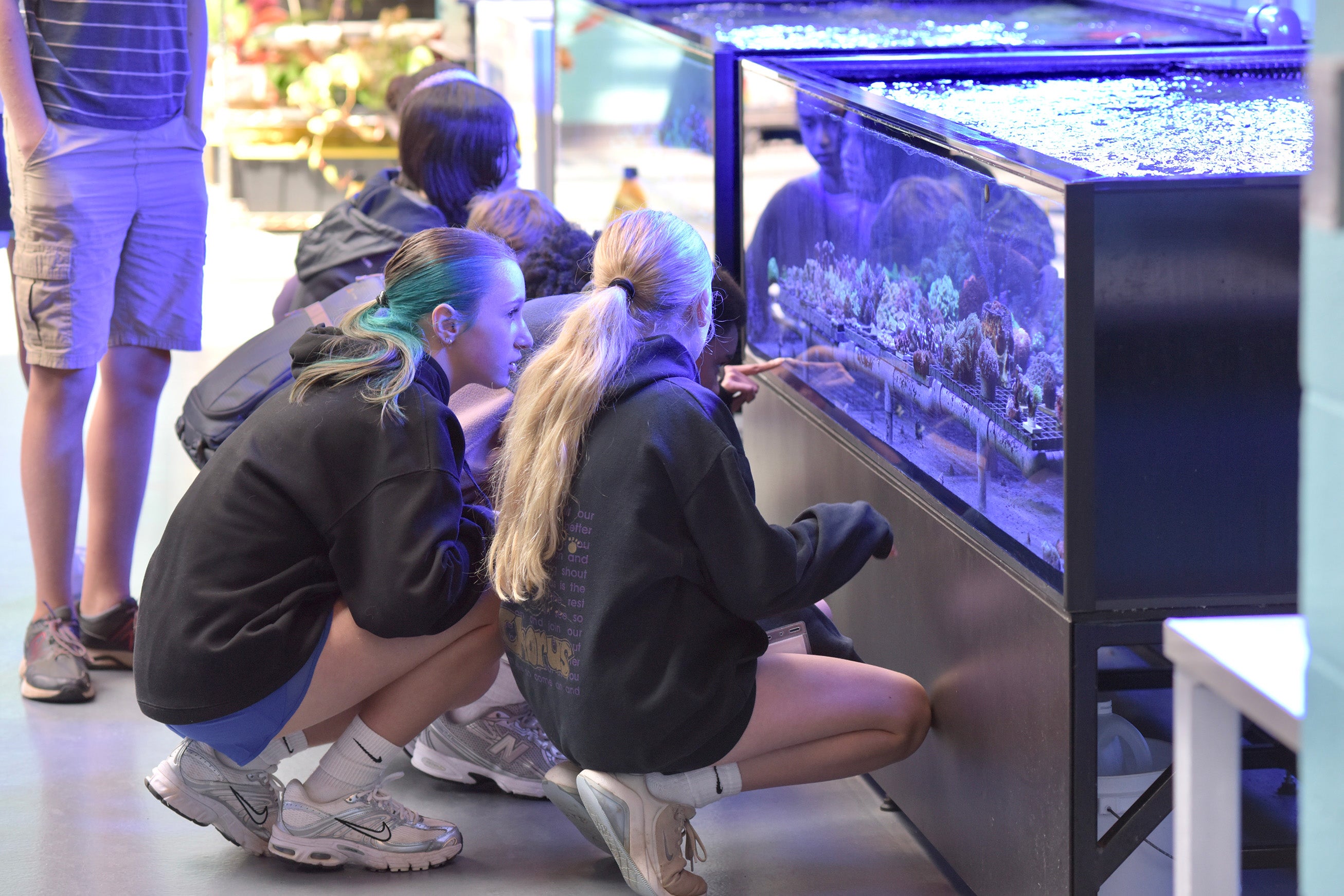 Students looking into coral habitat