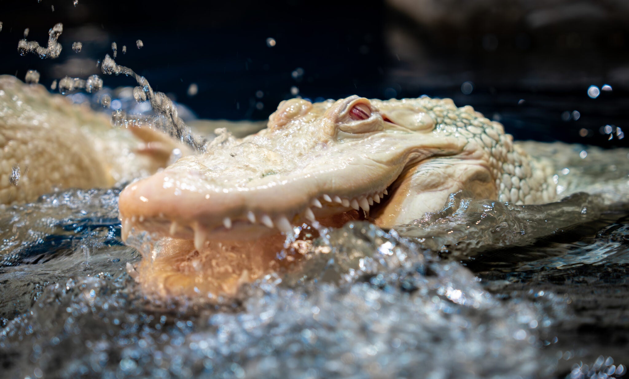 Is Georgia Aquarium’s Aqua Pass Right for You?