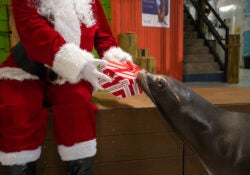 2024 Unique Holiday Gifts Guide 9