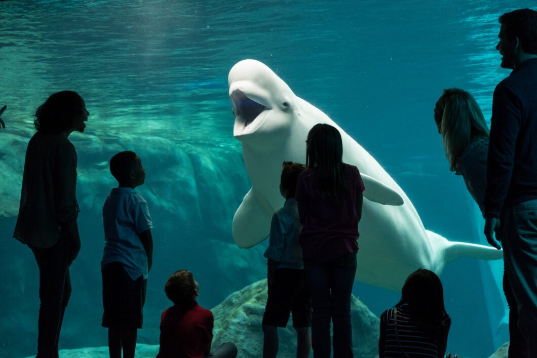 Beluga Studies & Actions