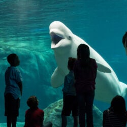 Beluga Studies & Actions