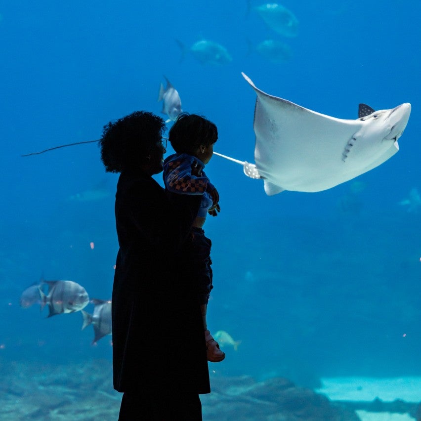 Spotted Eagle Ray Professional Workshop 1