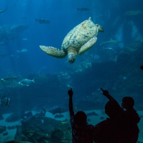 Adopt a Sea Turtle 5