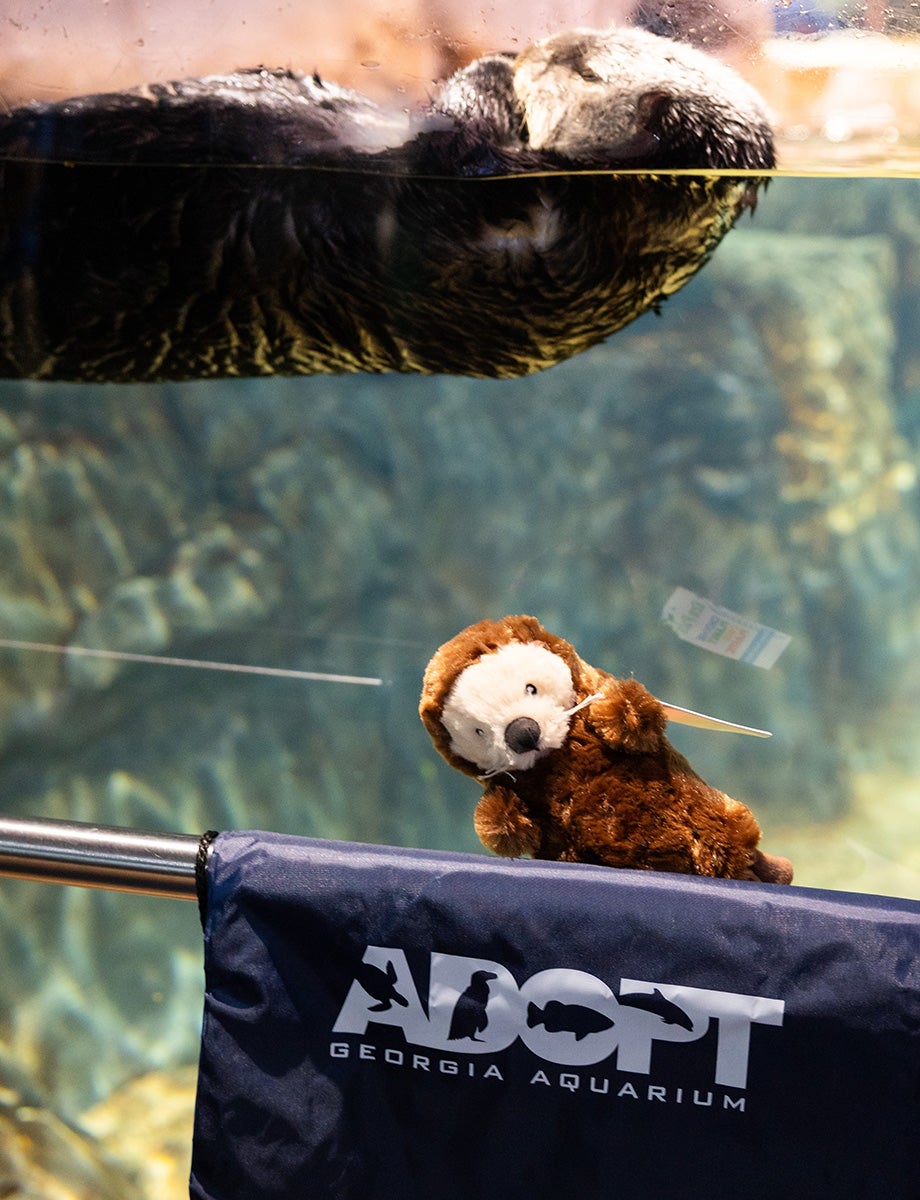 Adopt an Animal Program 5