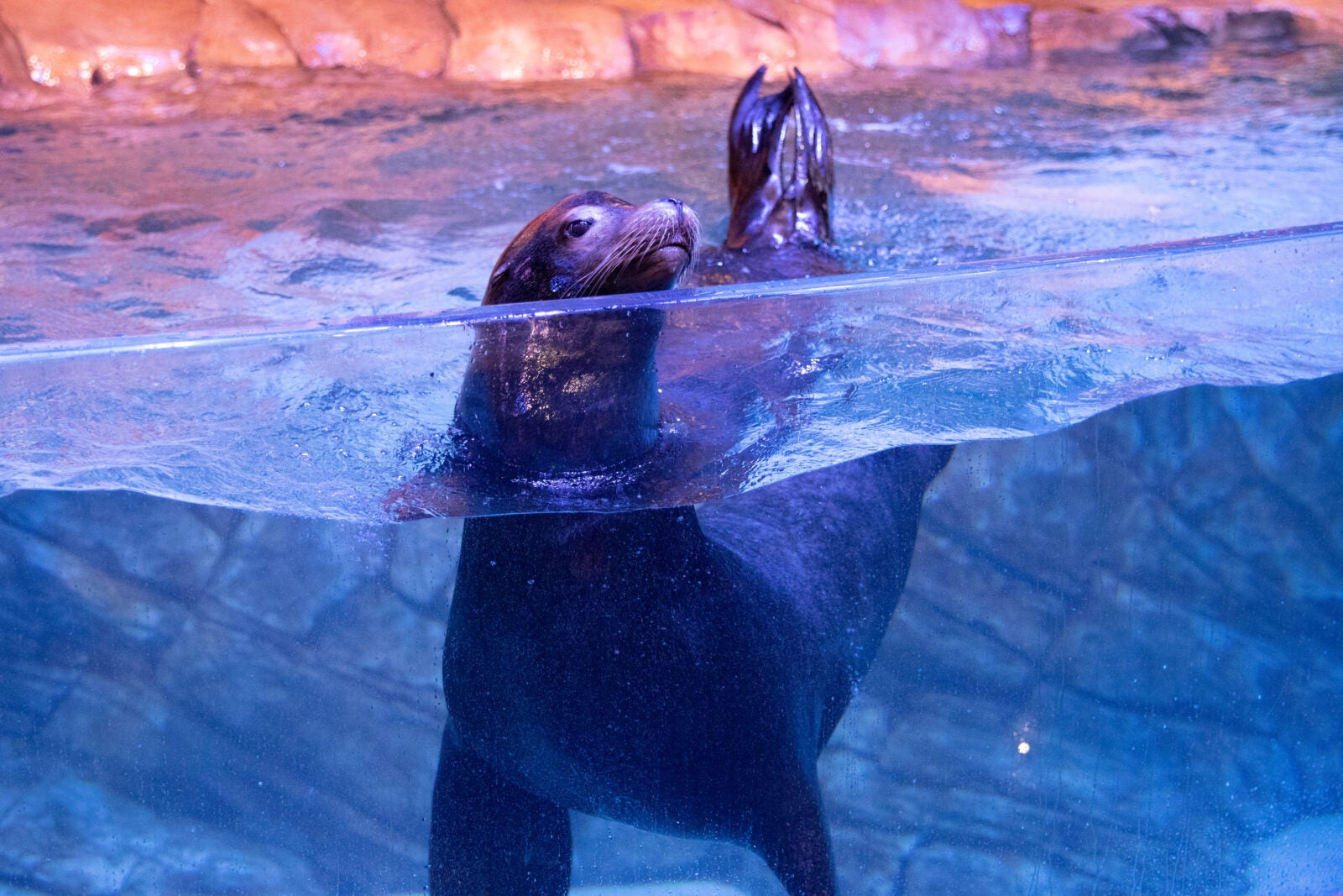Aquarium’s 2025 Event Calendar