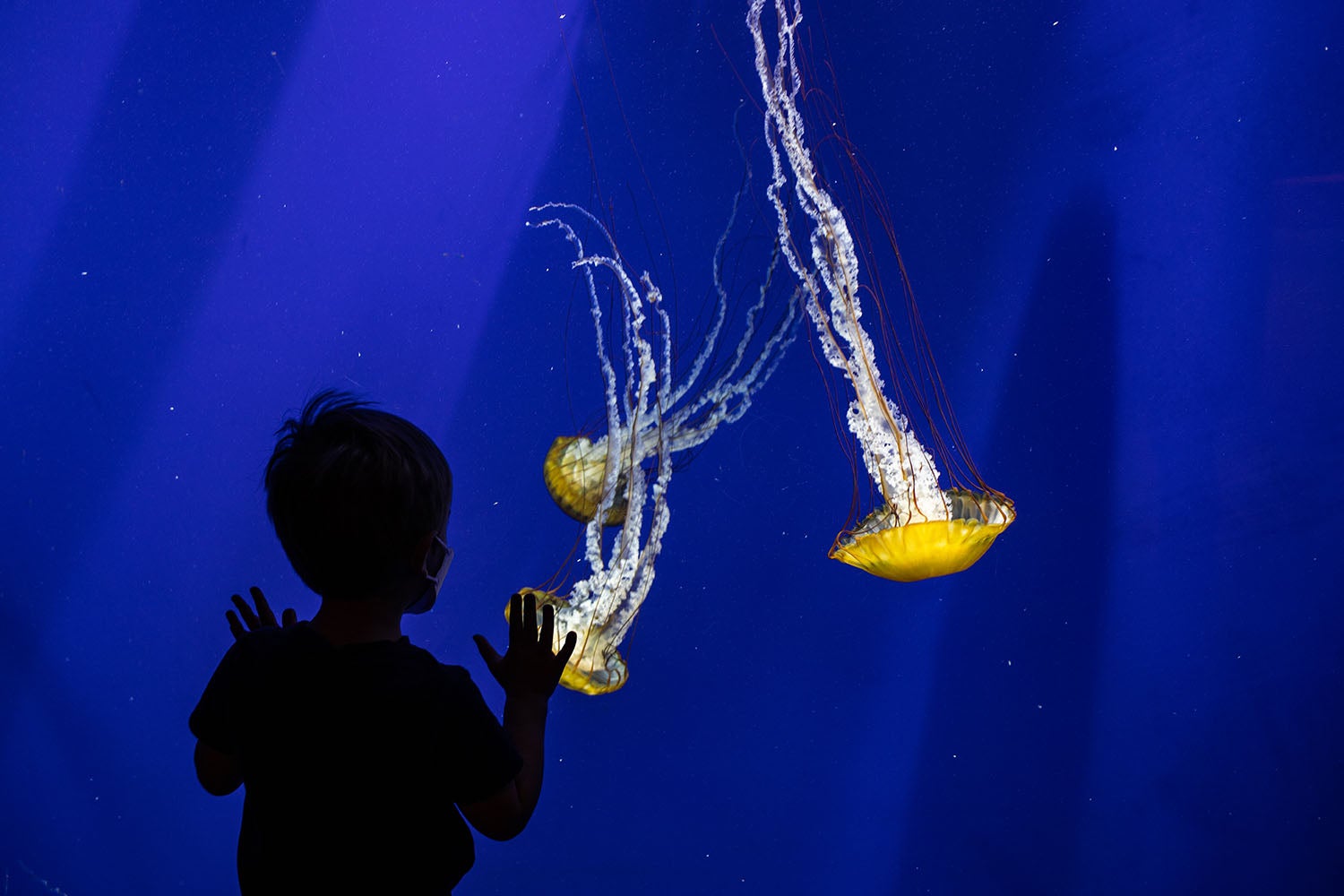 Celebrating 20 Years of Georgia Aquarium 6