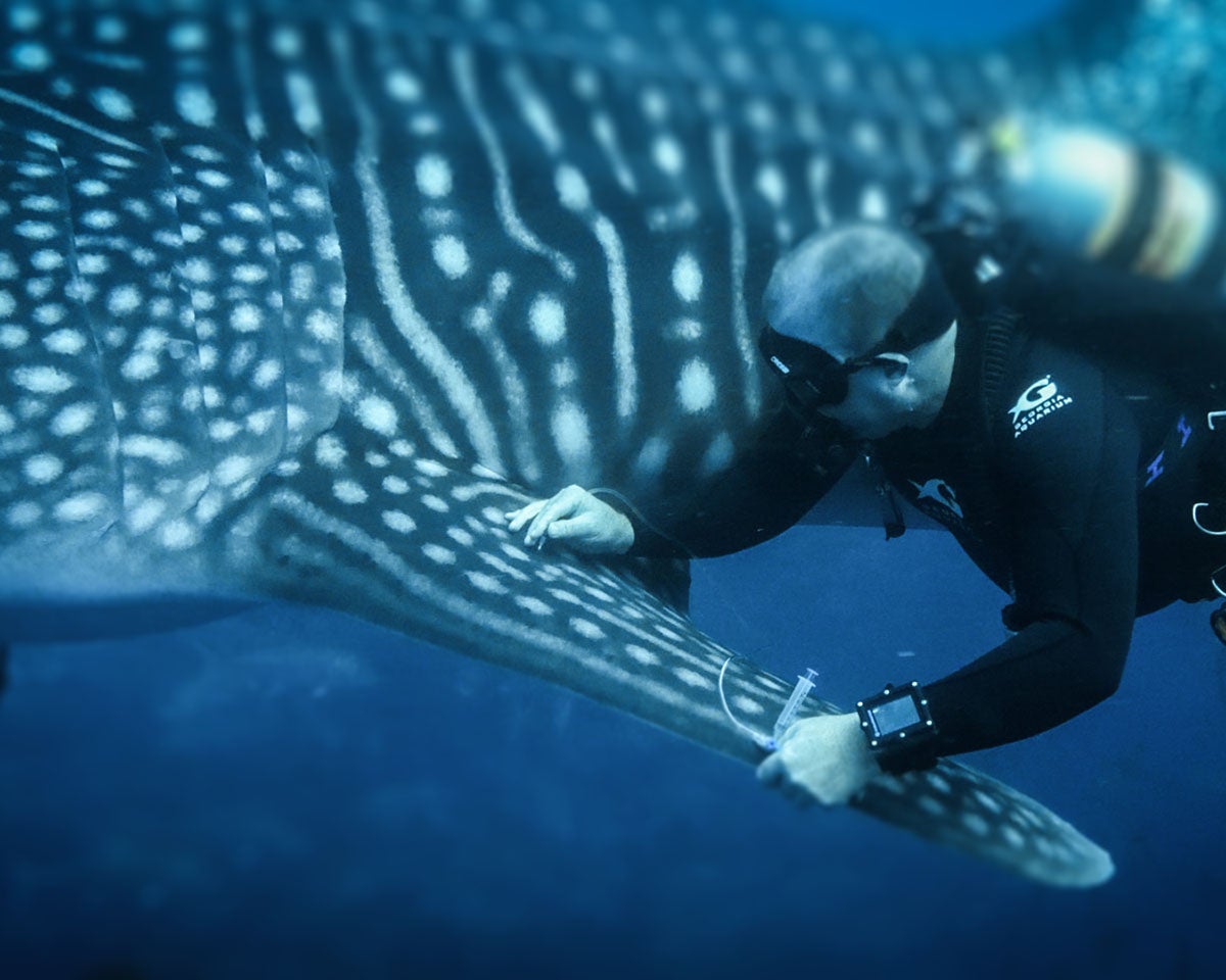 Celebrating 20 Years of Georgia Aquarium 3