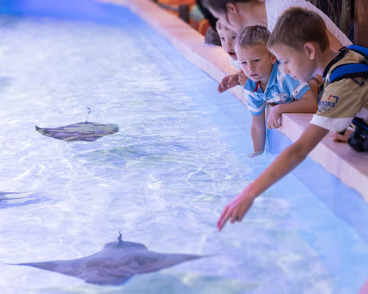 Celebrating 20 Years of Georgia Aquarium 1