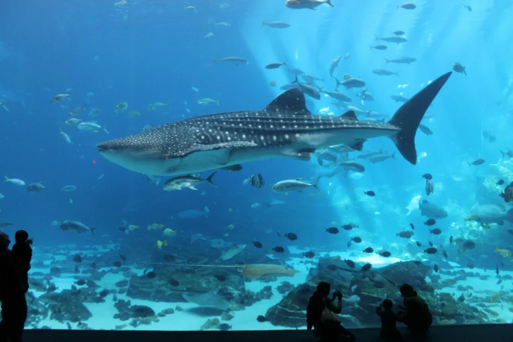 Georgia Aquarium Announces Travis Burke as President and CEO 2