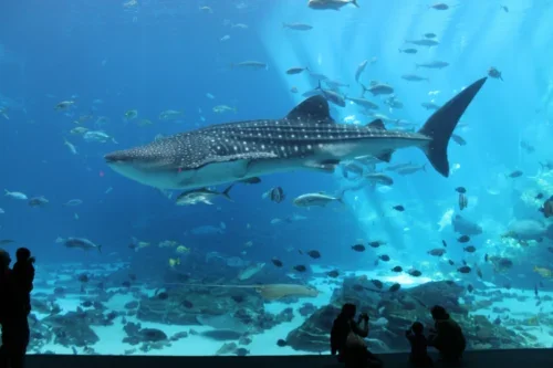 Georgia Aquarium Announces Travis Burke as President and CEO 2