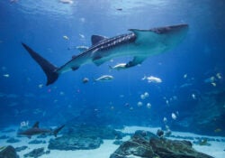 2025 Pride Kickoff 2