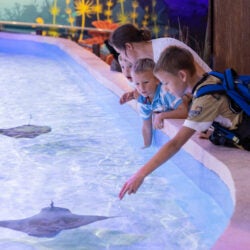 Georgia Aquarium Celebrates a Wave of  Prestigious Nominations in 2025 1