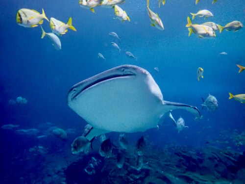Georgia Aquarium Celebrates a Wave of  Prestigious Nominations in 2025 6
