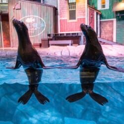 Stories of Survival: Georgia Aquarium’s Rescued Residents 13