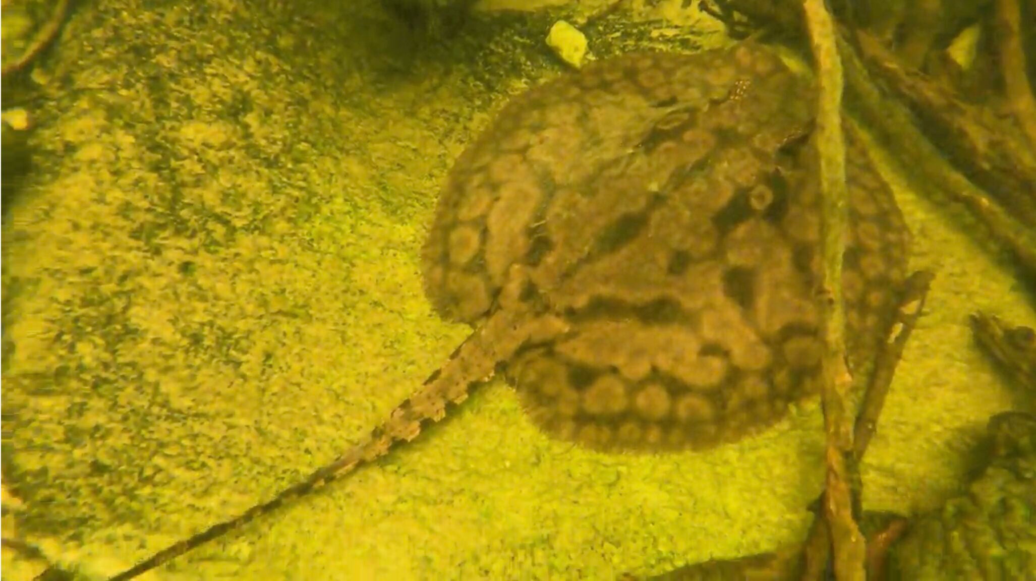 Buy a Fish, Save a Tree: Georgia Aquarium Explores the Amazon Basin in Support of Sustainable Tetra Fisheries