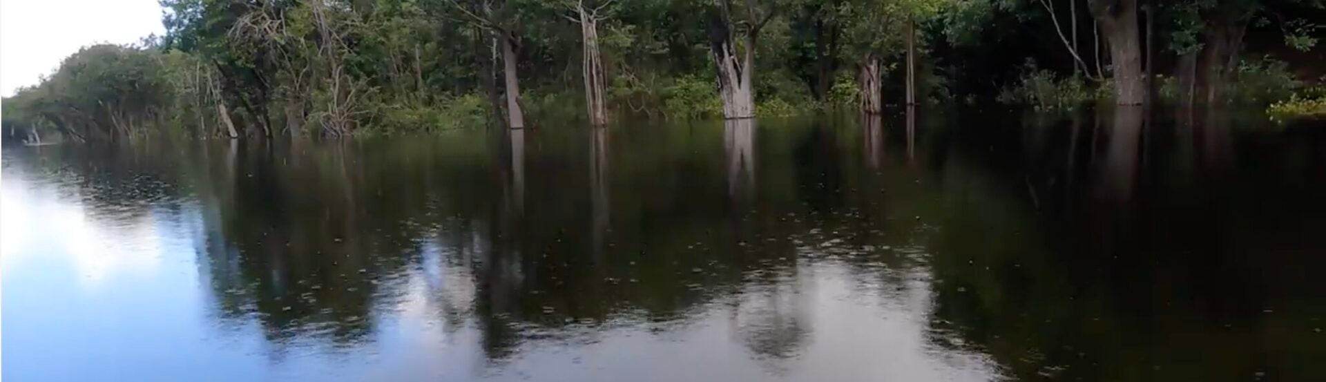 Buy a Fish, Save a Tree: Georgia Aquarium Explores the Amazon Basin in Support of Sustainable Tetra Fisheries 2