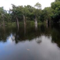 Buy a Fish, Save a Tree: Georgia Aquarium Explores the Amazon Basin in Support of Sustainable Tetra Fisheries 2