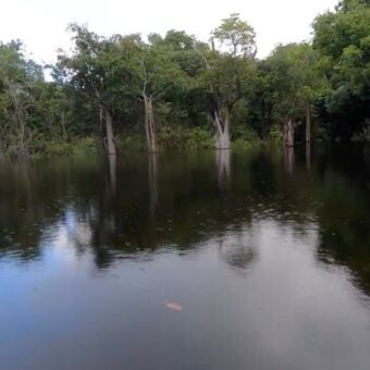 Buy a Fish, Save a Tree: Georgia Aquarium Explores the Amazon Basin in Support of Sustainable Tetra Fisheries 2