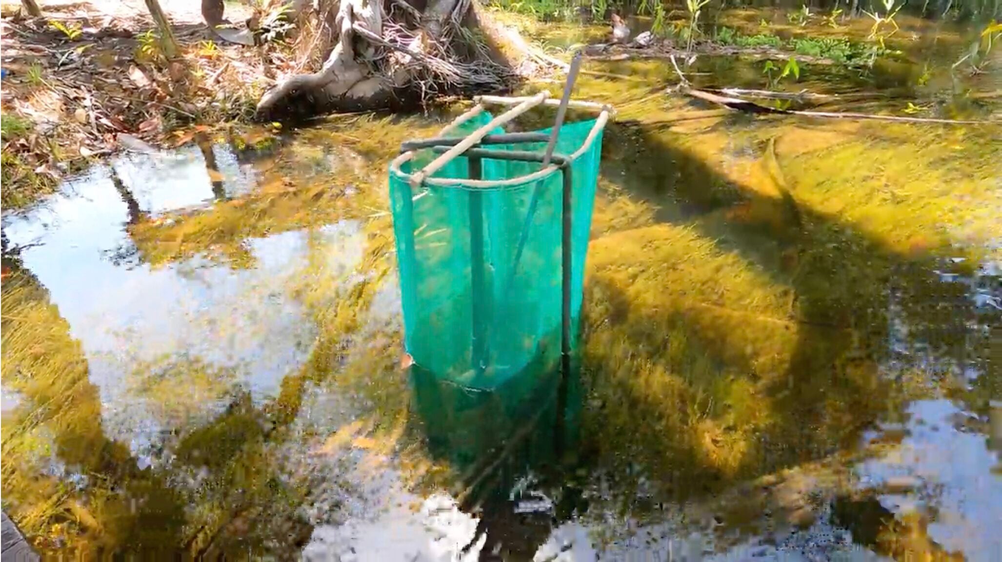 Buy a Fish, Save a Tree: Georgia Aquarium Explores the Amazon Basin in Support of Sustainable Tetra Fisheries 3