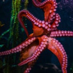Buy Online and Save | Visit Today | Georgia Aquarium | Located in Downtown Atlanta, Georgia 43