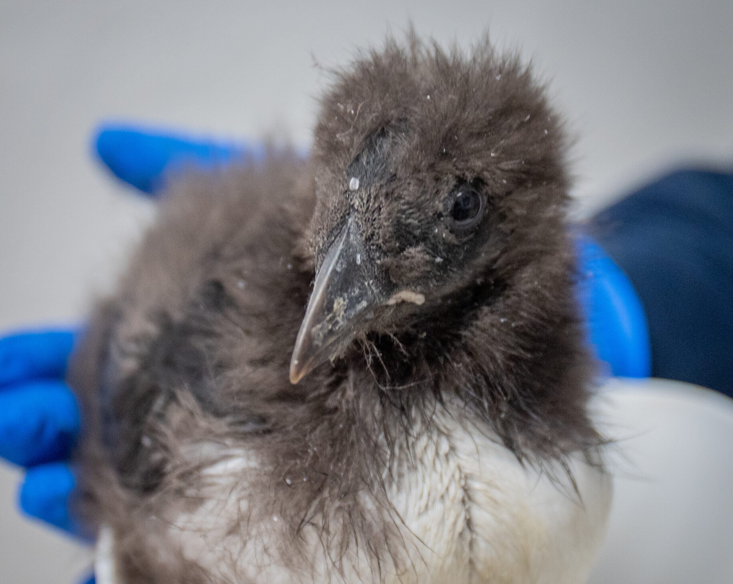 Celebrating Two Decades of Babies at Georgia Aquarium 11