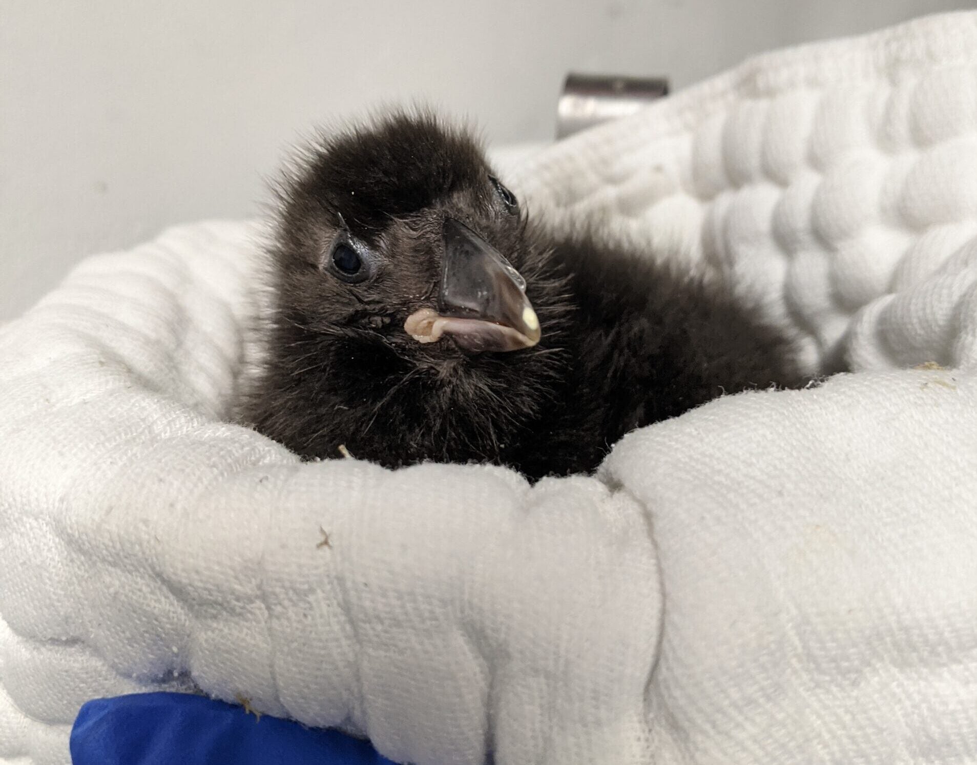 Celebrating Two Decades of Babies at Georgia Aquarium 14