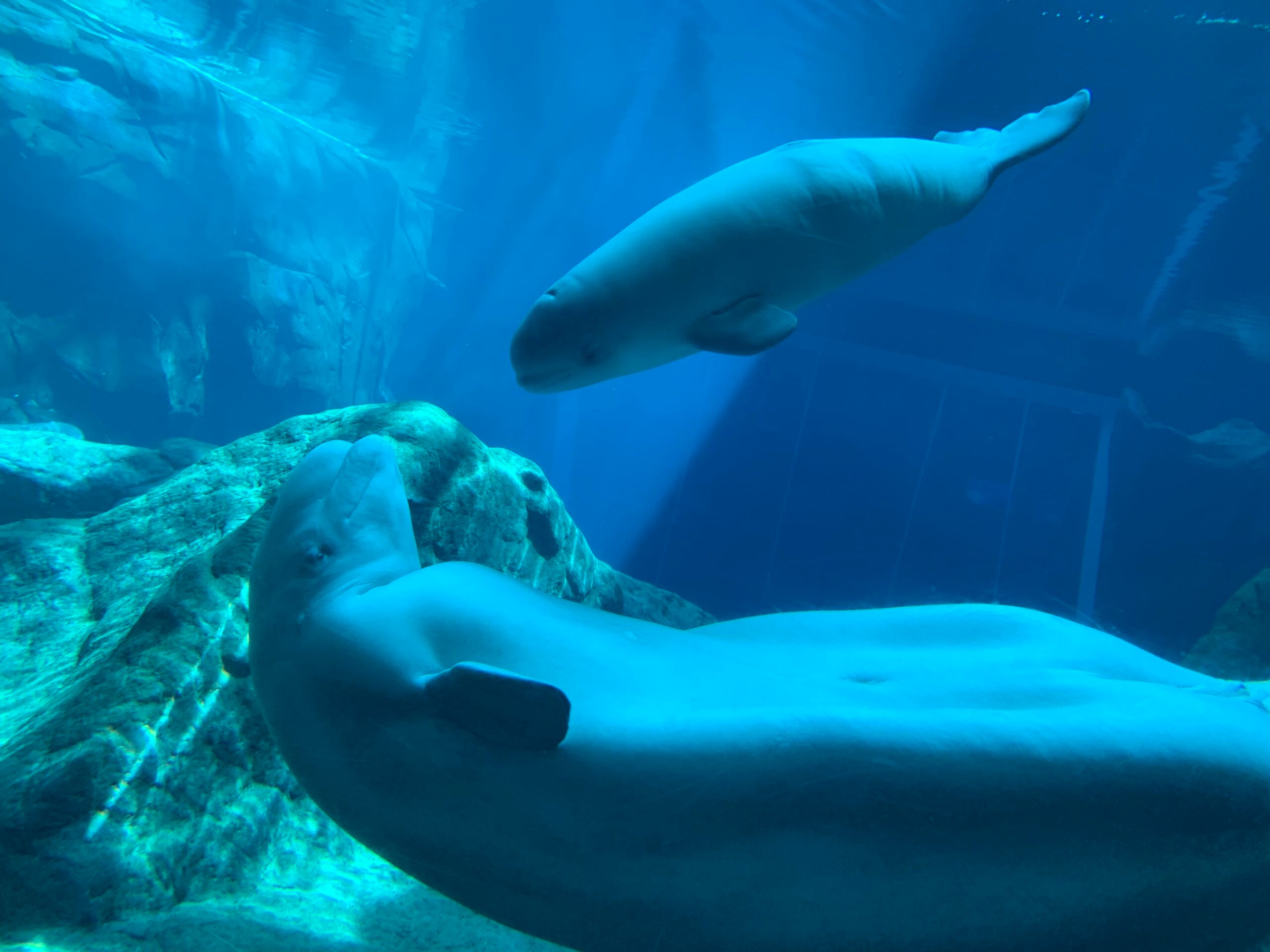 Celebrating Two Decades of Babies at Georgia Aquarium 6
