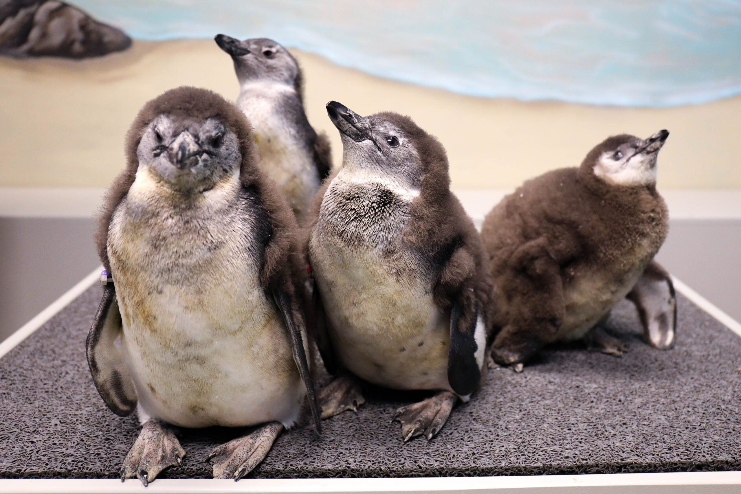 Celebrating Two Decades of Babies at Georgia Aquarium 7