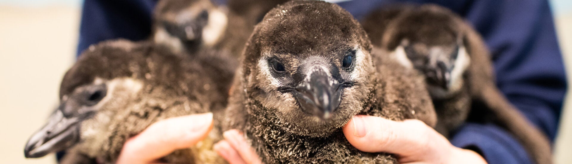 Celebrating Two Decades of Babies at Georgia Aquarium 8