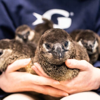 Celebrating Two Decades of Babies at Georgia Aquarium 8
