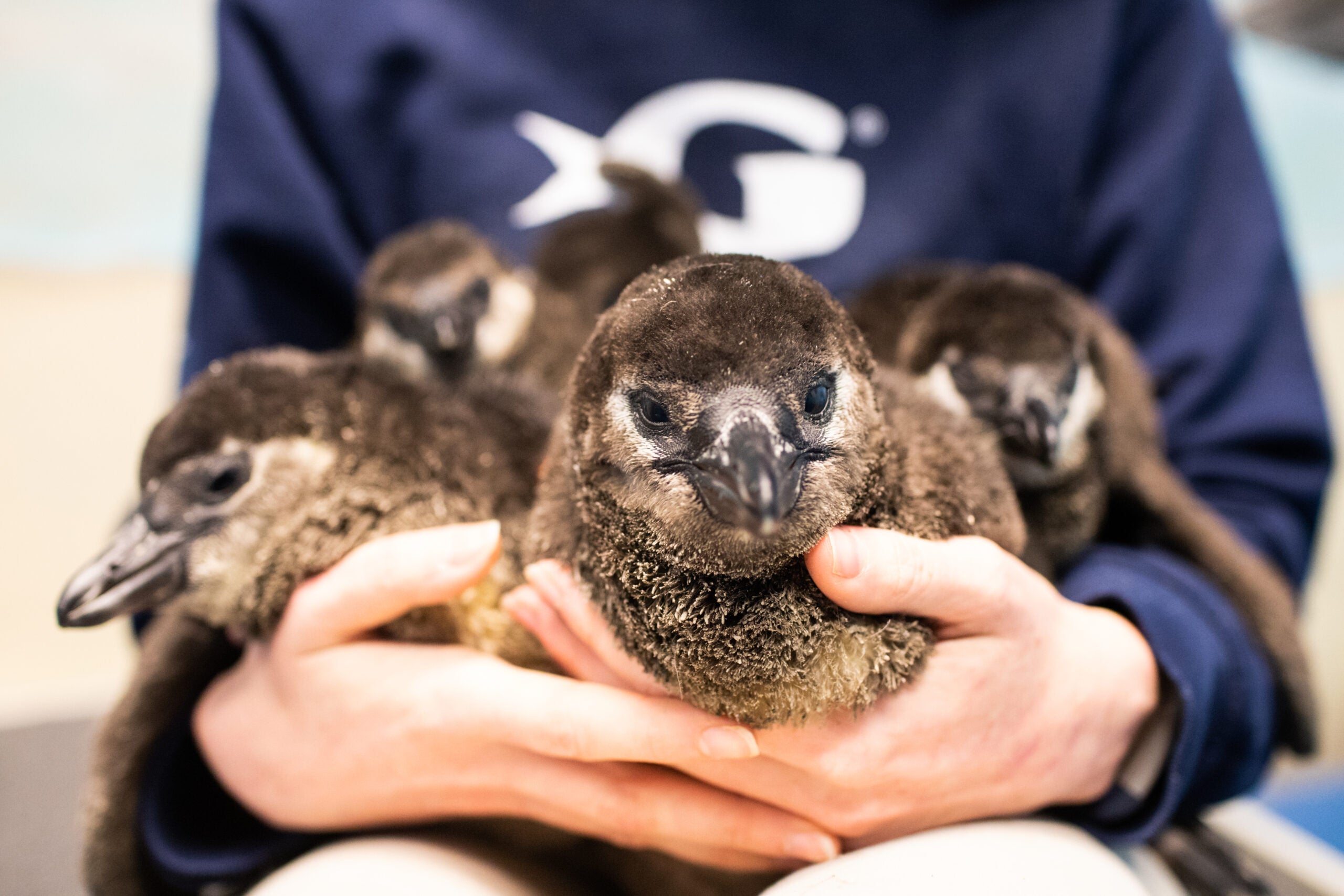 Celebrating Two Decades of Babies at Georgia Aquarium 8