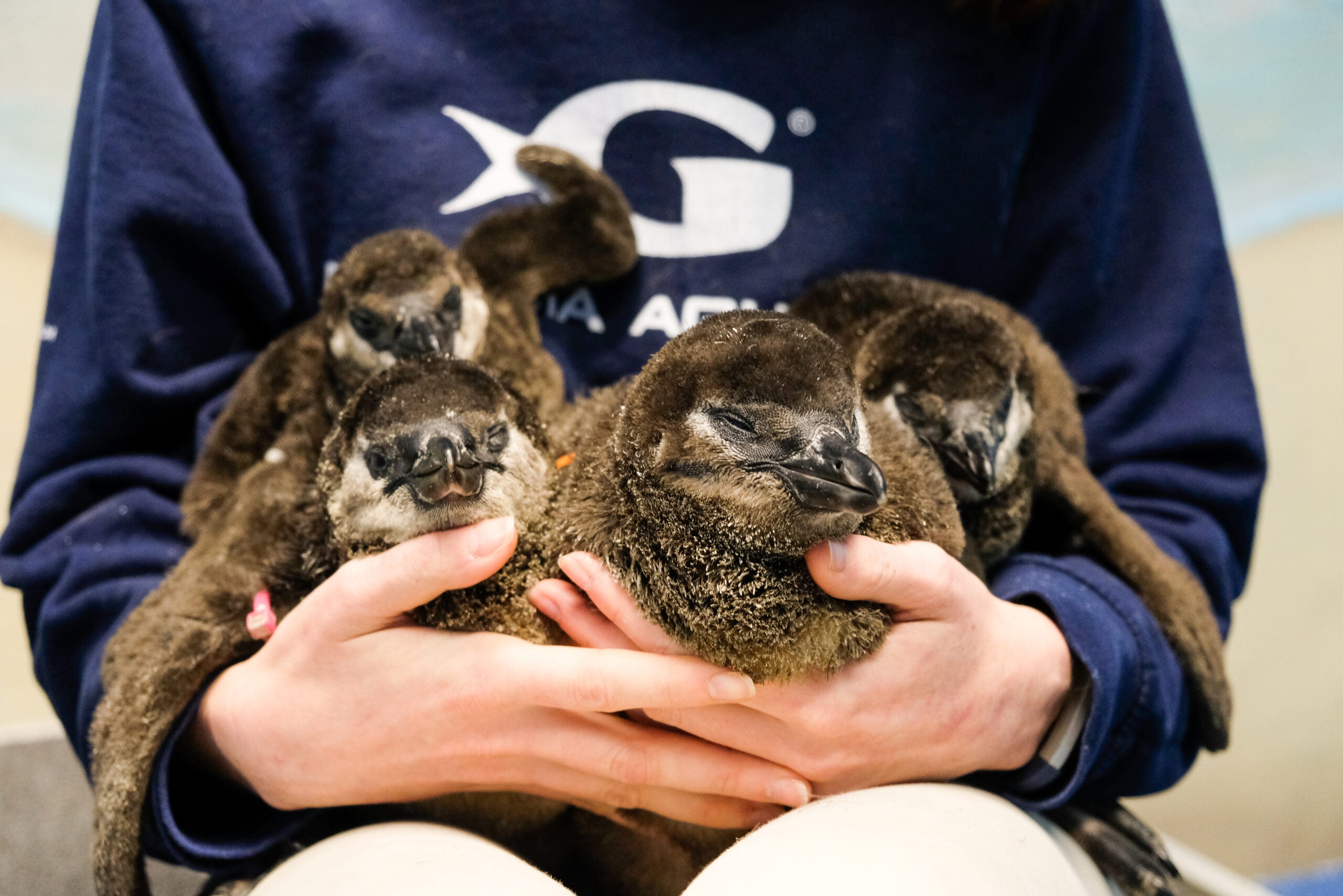 Celebrating Two Decades of Babies at Georgia Aquarium 9