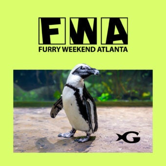 FWA Takeover at Georgia Aquarium 2