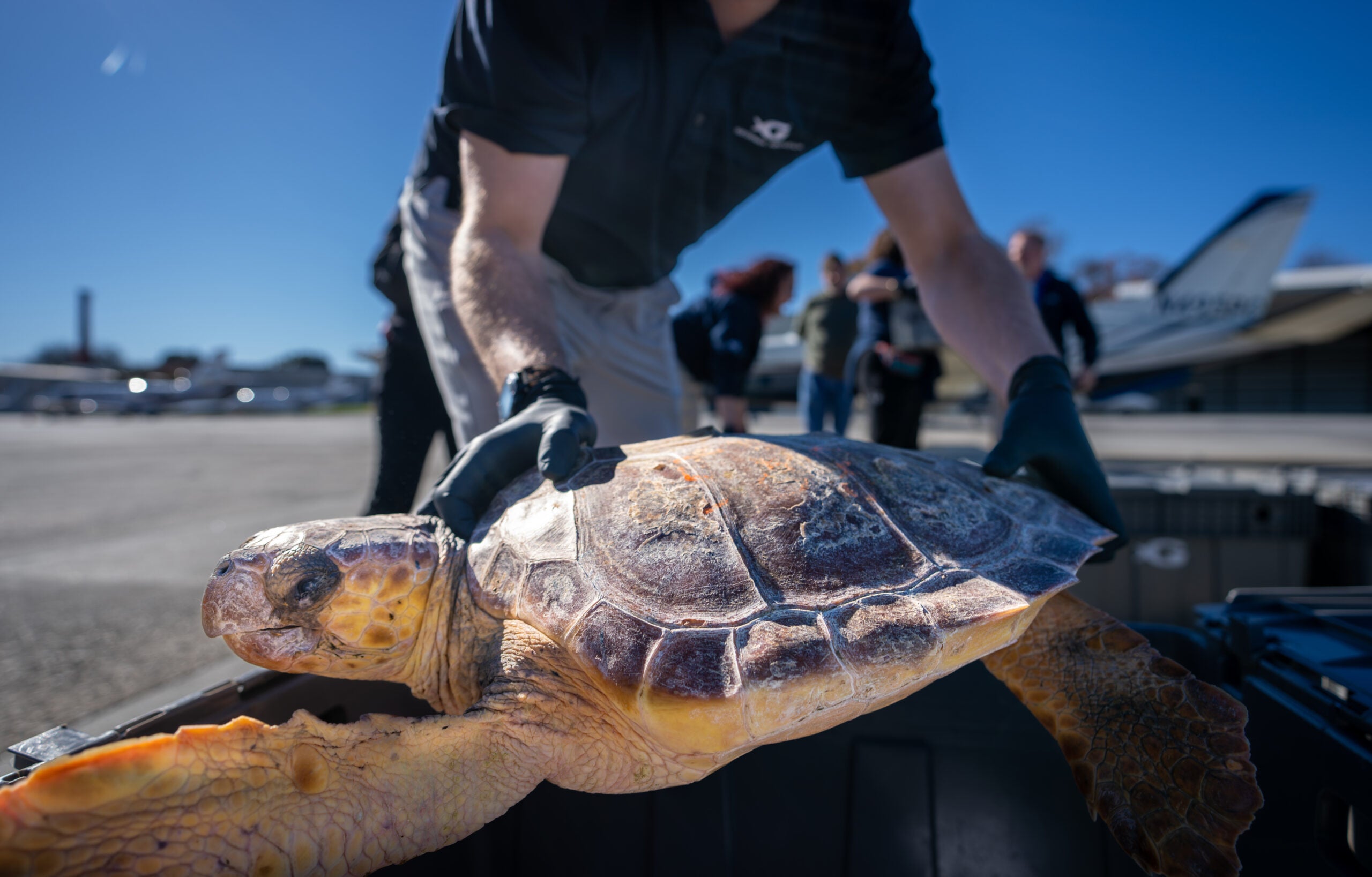 Loggerhead Sea Turtles Return Home After Rehabilitation Journey 14