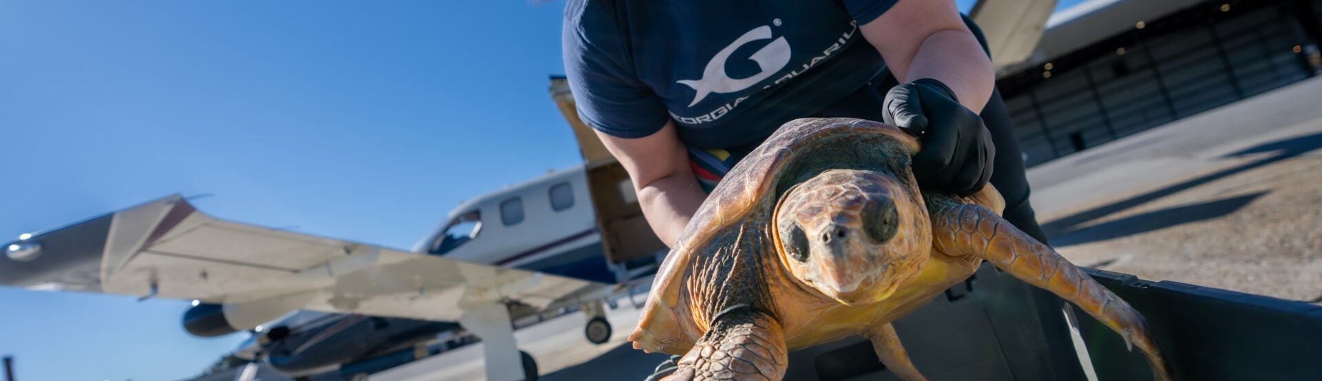 Loggerhead Sea Turtles Return Home After Rehabilitation Journey 15