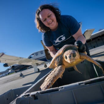 Loggerhead Sea Turtles Return Home After Rehabilitation Journey 15