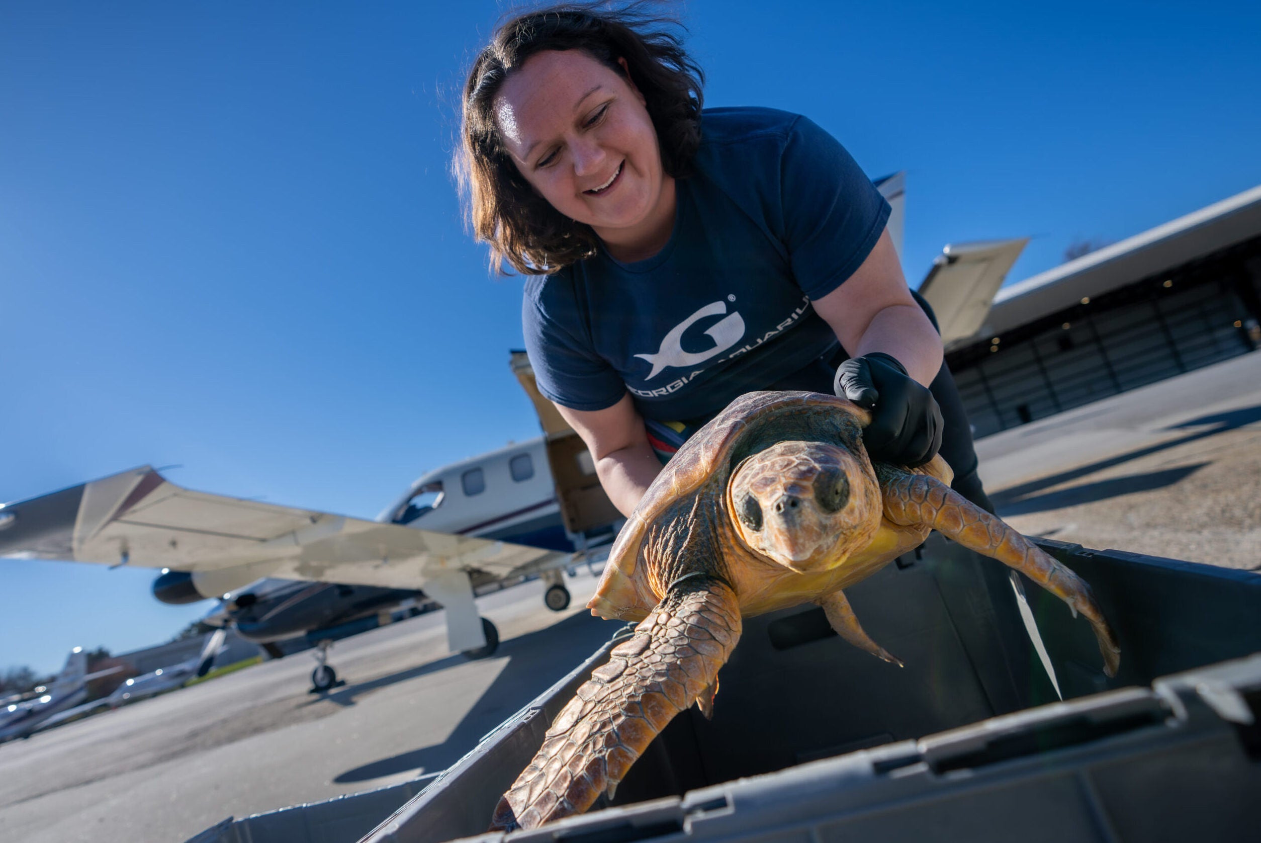 Loggerhead Sea Turtles Return Home After Rehabilitation Journey 15