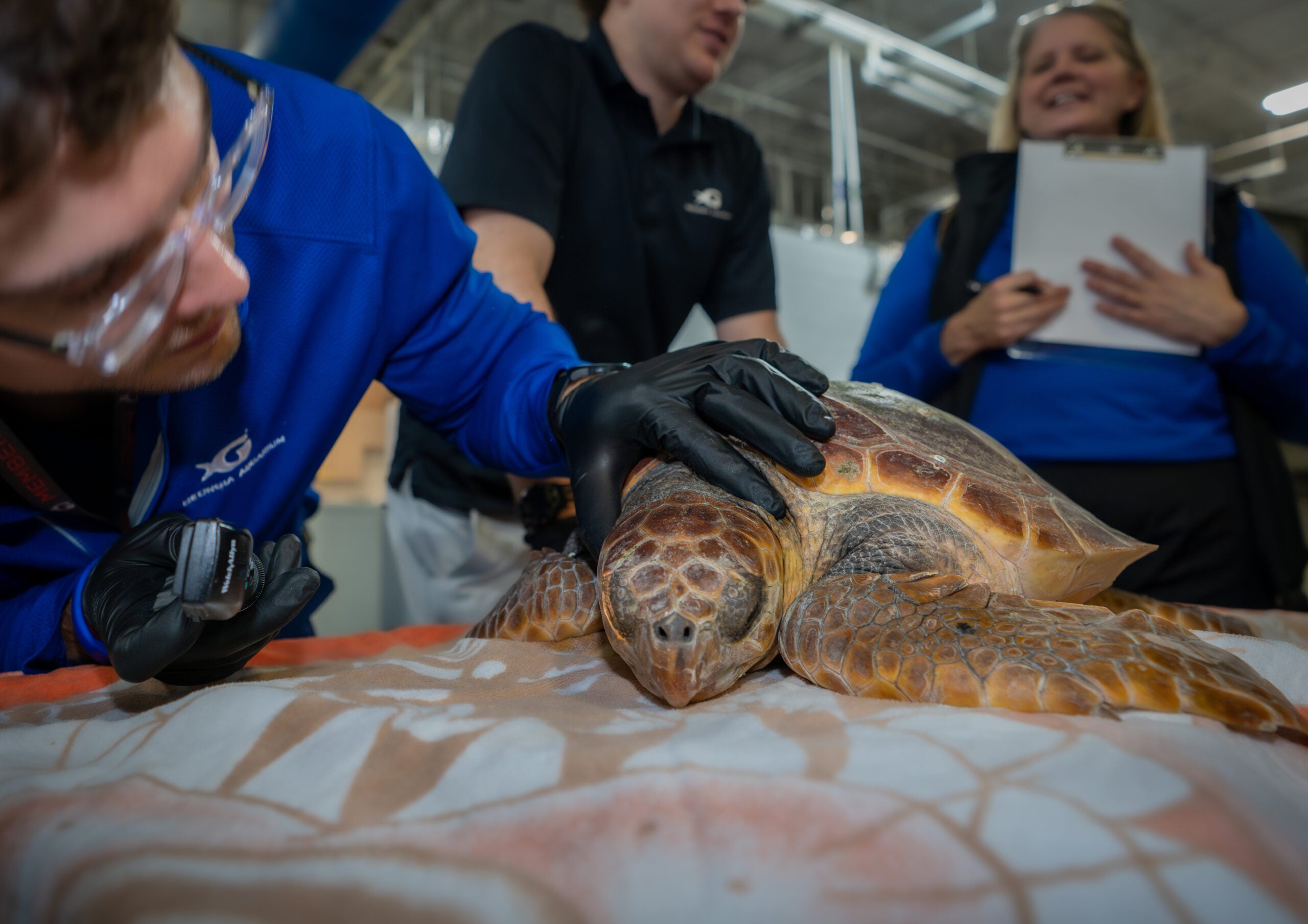 Loggerhead Sea Turtles Return Home After Rehabilitation Journey 17
