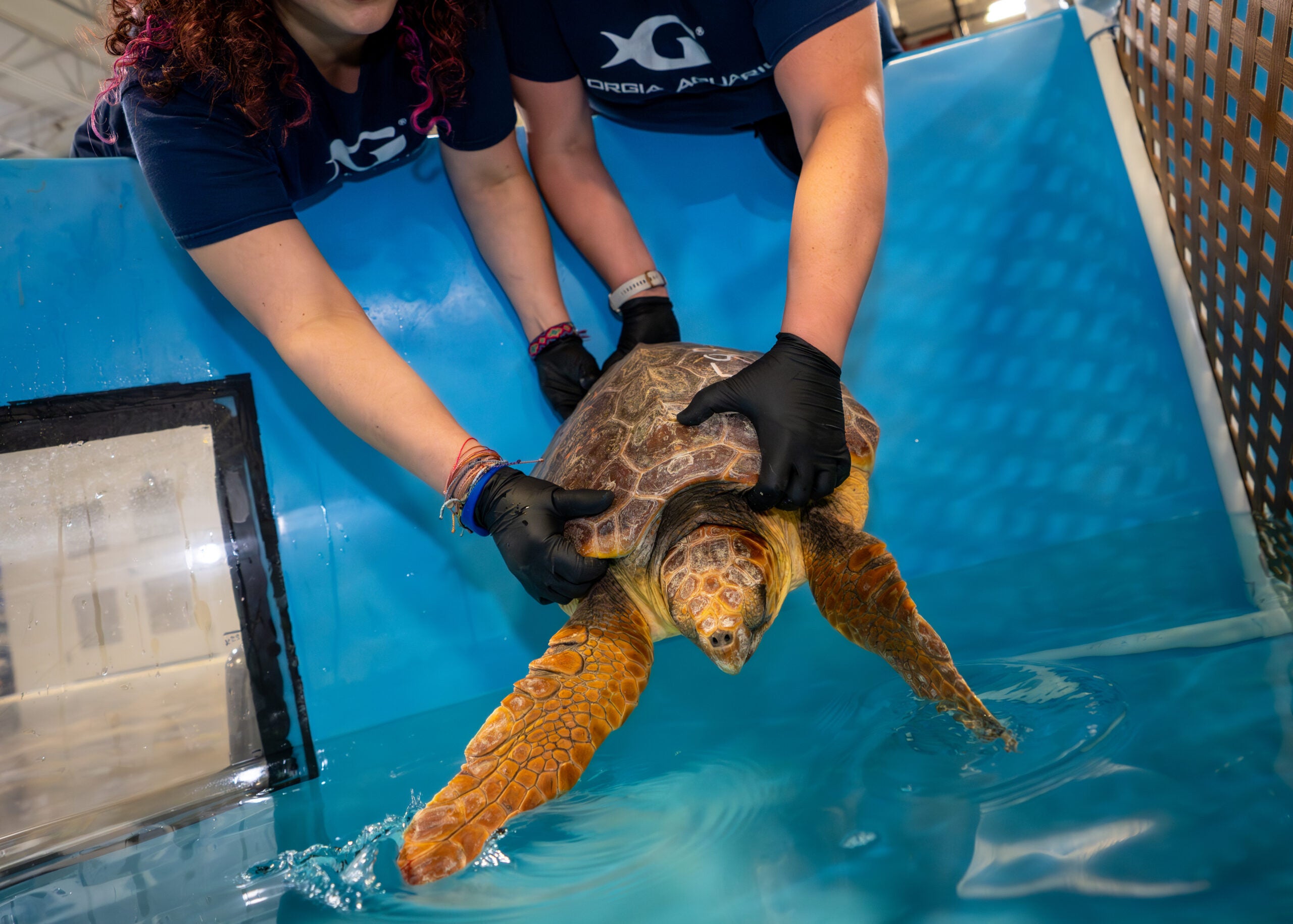 Loggerhead Sea Turtles Return Home After Rehabilitation Journey 18