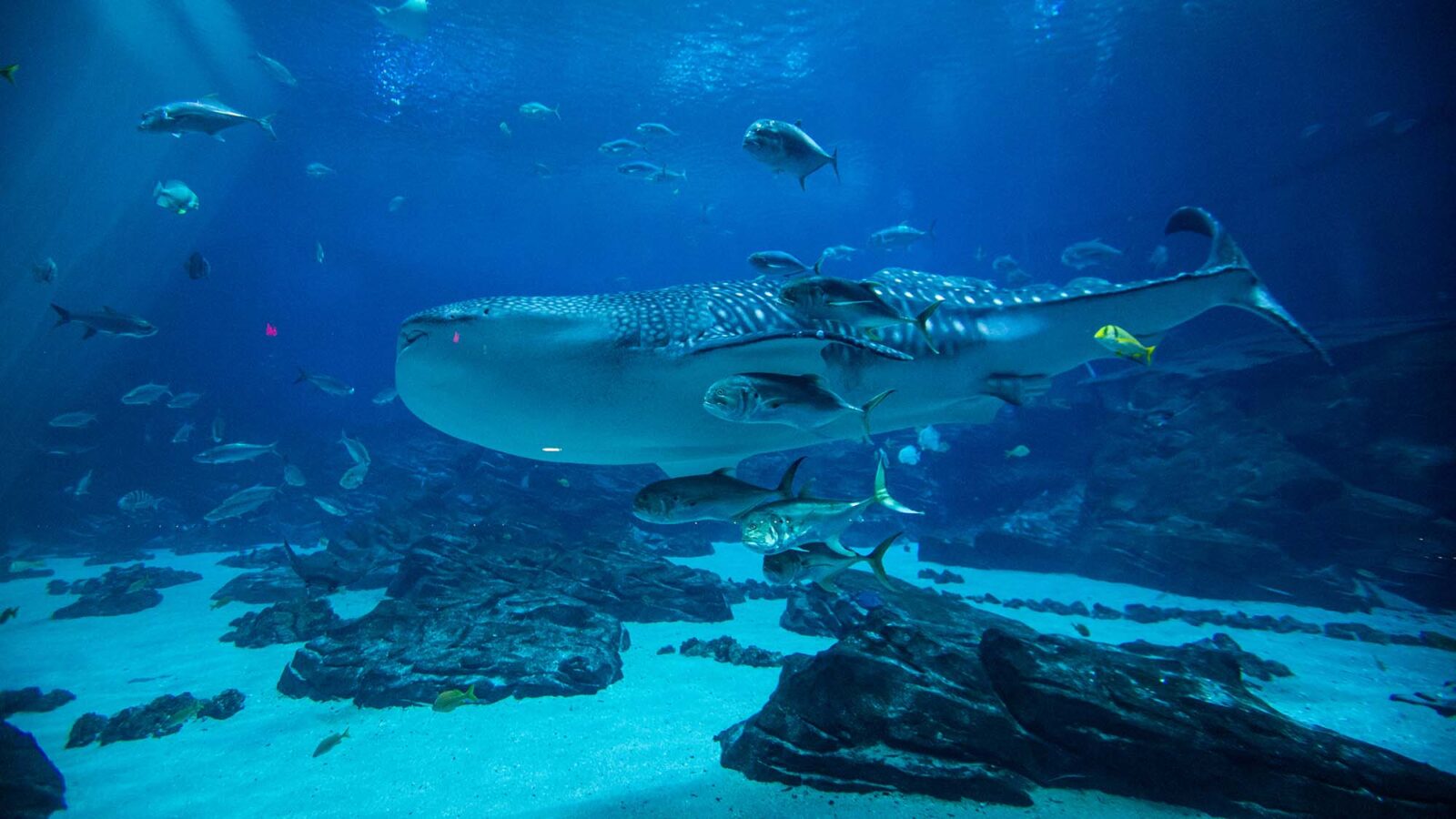 Veterans Immersion Program Veterans Immersion Program | Georgia Aquarium