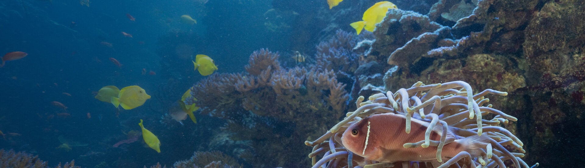 FWA Takeover at Georgia Aquarium 3