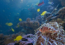 FWA Takeover at Georgia Aquarium 3