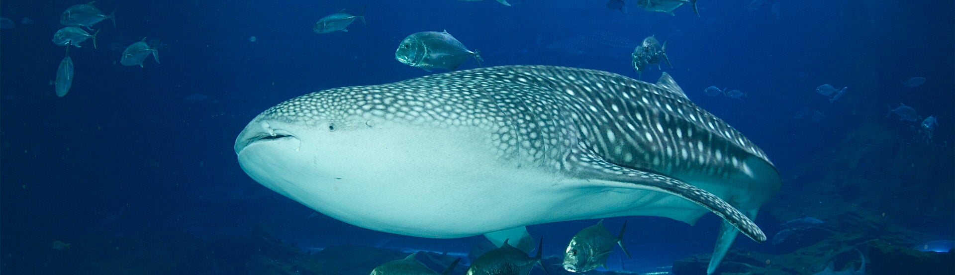 Tracking the Gentle Giants: Georgia Aquarium’s Role in Mapping the Ocean’s Hidden Highways 3