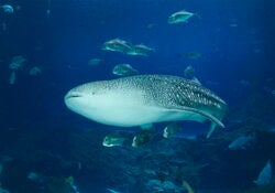 Tracking the Gentle Giants: Georgia Aquarium’s Role in Mapping the Ocean’s Hidden Highways 3