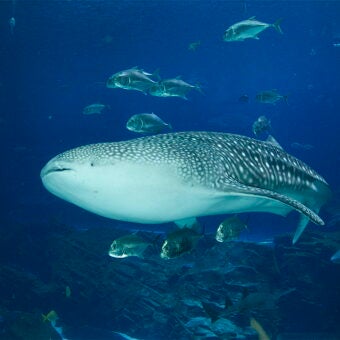 Tracking the Gentle Giants: Georgia Aquarium’s Role in Mapping the Ocean’s Hidden Highways