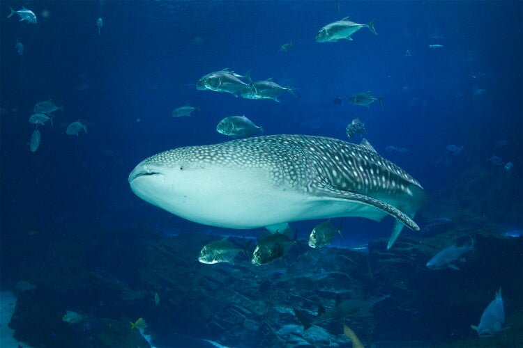 Tracking the Gentle Giants: Georgia Aquarium’s Role in Mapping the Ocean’s Hidden Highways 3