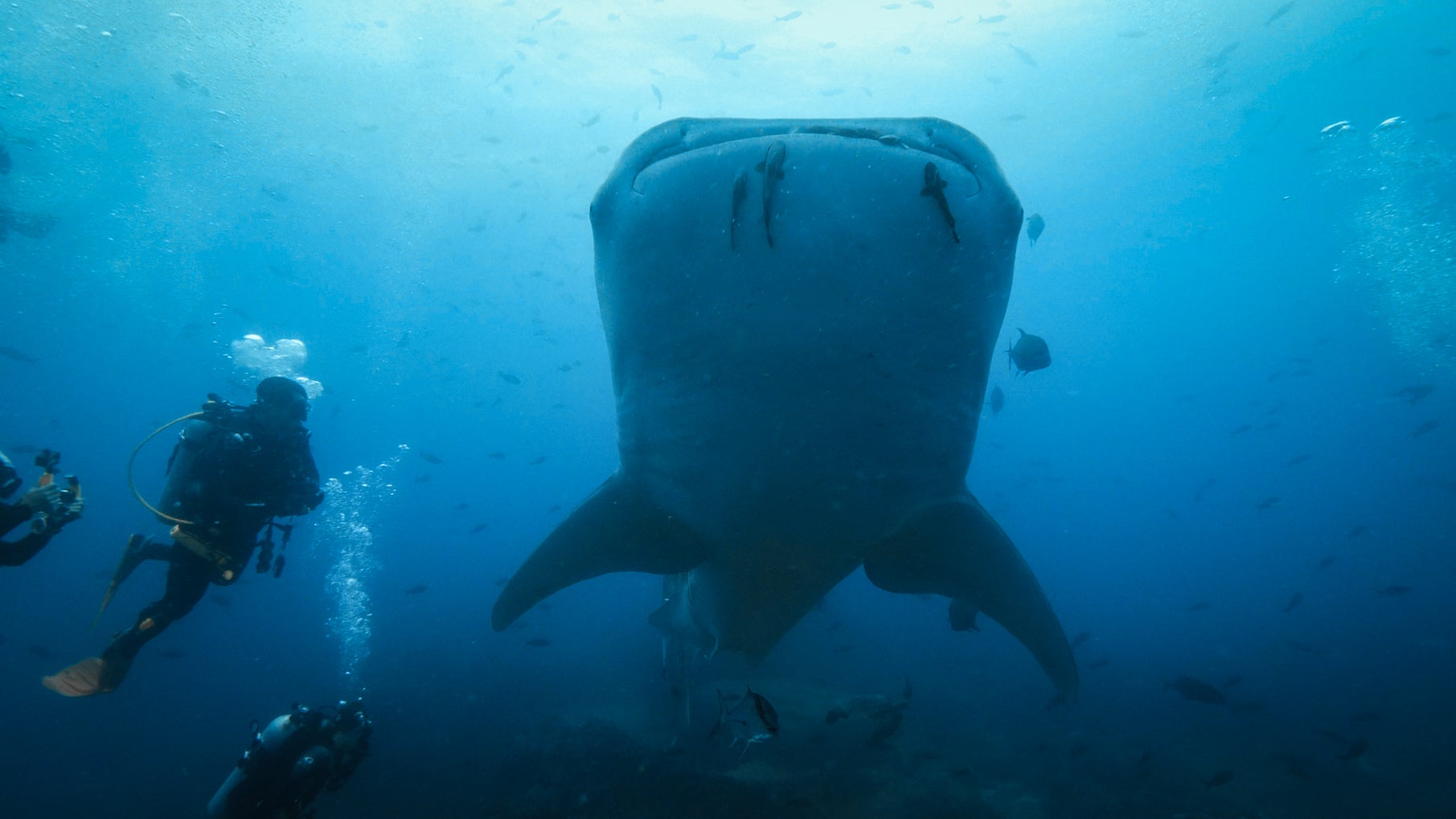Tracking the Gentle Giants: Georgia Aquarium’s Role in Mapping the Ocean’s Hidden Highways 4